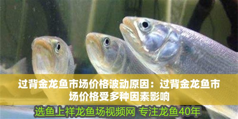 過背金龍魚市場價格波動原因：過背金龍魚市場價格受多種因素影響