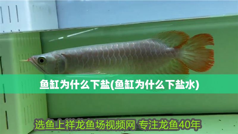 魚缸為什么下鹽(魚缸為什么下鹽水) 魚缸為什么下鹽(魚缸為什么下鹽水) 元寶鳳凰魚百科 第1張