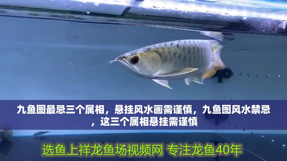 九魚圖最忌三個屬相，懸掛風水畫需謹慎，九魚圖風水禁忌，這三個屬相懸掛需謹慎