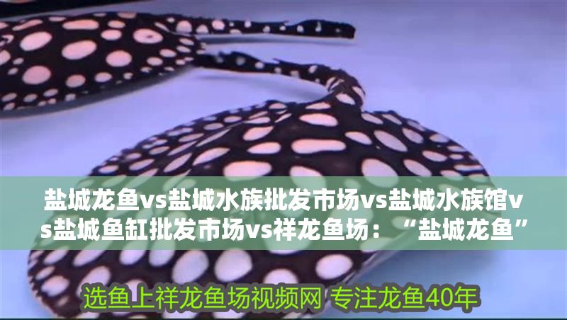 鹽城龍魚vs鹽城水族批發市場vs鹽城水族館vs鹽城魚缸批發市場vs祥龍魚場:“鹽城龍魚”、“鹽城水族批發市場”和“祥龍魚場” 祥龍魚場各市分站 第2張 鹽城龍魚vs鹽城水族批發市場vs鹽城水族館vs鹽城魚缸批發市場vs祥龍魚場:“鹽城龍魚”、“鹽城水族批發市場”和“祥龍魚場” 鹽城龍魚vs鹽城水族批發市場vs鹽城水族館vs鹽城魚缸批發市場vs祥龍魚場:“鹽城龍魚”、“鹽城水族批發市場”和“祥龍魚場” 祥龍魚場各市分站 第2張