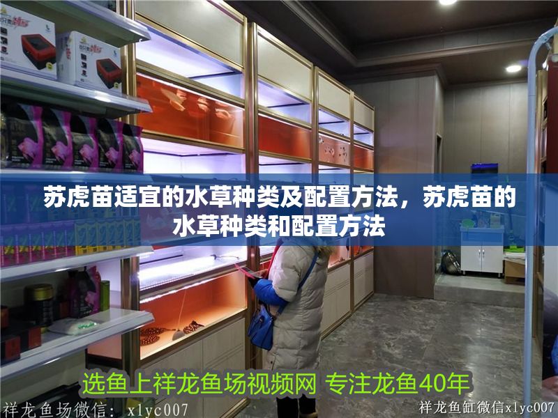 蘇虎苗適宜的水草種類及配置方法，蘇虎苗的水草種類和配置方法