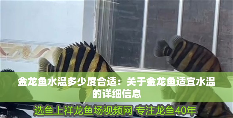 金龍魚水溫多少度合適：關于金龍魚適宜水溫的詳細信息