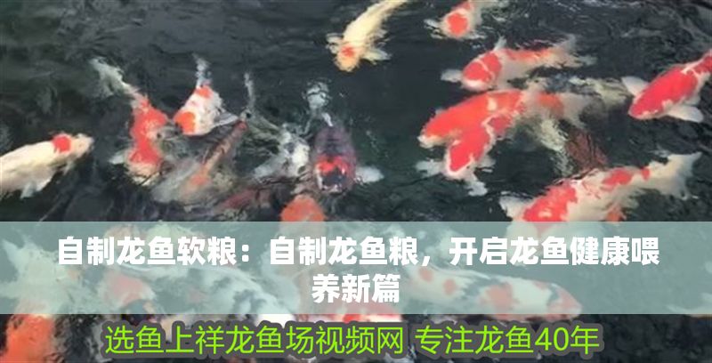 自制龍魚軟糧：自制龍魚糧，開啟龍魚健康喂養(yǎng)新篇
