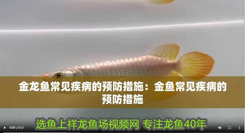 金龍魚常見疾病的預(yù)防措施：金魚常見疾病的預(yù)防措施