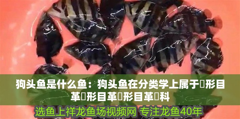 狗頭魚是什么魚：狗頭魚在分類學上屬于鲀形目革鲀形目革鲀形目革鲀科