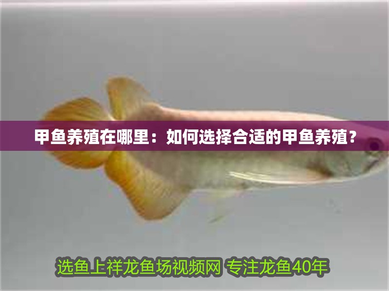 甲魚養(yǎng)殖在哪里：如何選擇合適的甲魚養(yǎng)殖？ 甲魚養(yǎng)殖在哪里：如何選擇合適的甲魚養(yǎng)殖？ 龍魚論壇