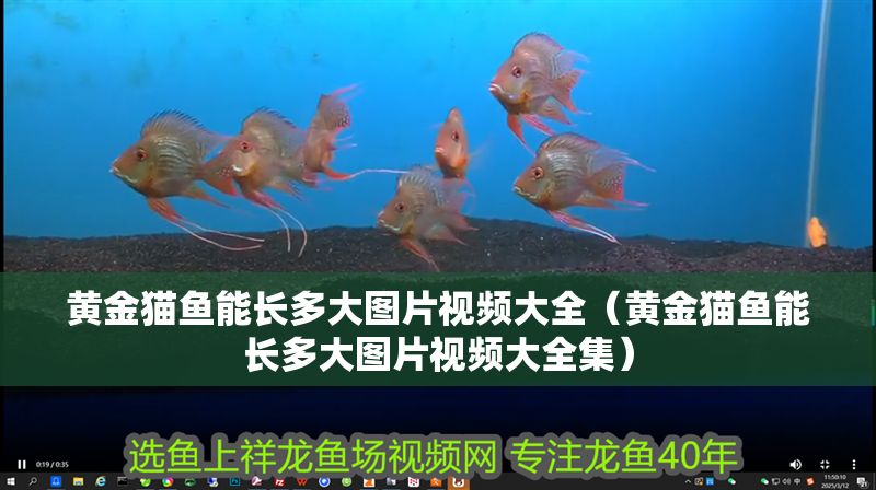 黃金貓魚能長多大圖片視頻大全（黃金貓魚能長多大圖片視頻大全集）