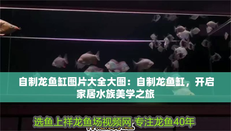 自制龍魚缸圖片大全大圖：自制龍魚缸，開啟家居水族美學(xué)之旅