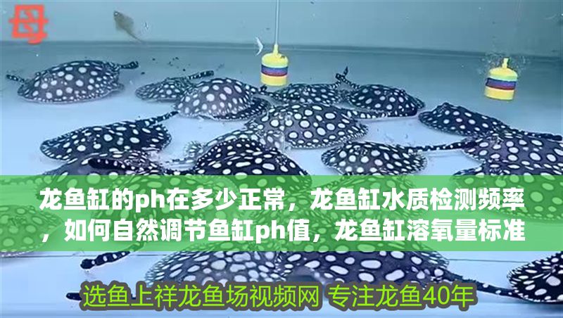 龍魚缸的ph在多少正常，龍魚缸水質(zhì)檢測(cè)頻率，如何自然調(diào)節(jié)魚缸ph值，龍魚缸溶氧量標(biāo)準(zhǔn)