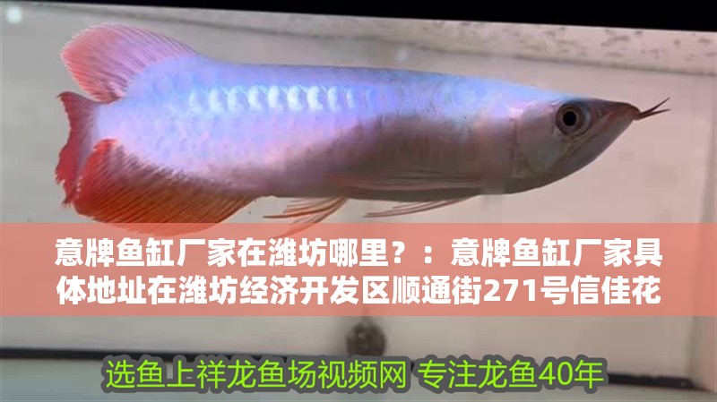 意牌魚缸廠家在濰坊哪里？：意牌魚缸廠家具體地址在濰坊經濟開發區順通街271號信佳花園1號樓 意牌魚缸廠家在濰坊哪里？：意牌魚缸廠家具體地址在濰坊經濟開發區順通街271號信佳花園1號樓 魚缸百科