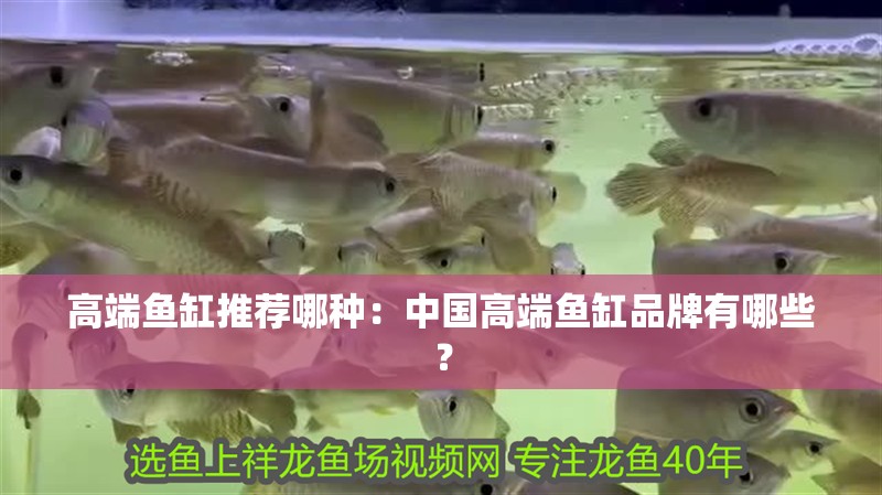 高端魚缸推薦哪種：中國高端魚缸品牌有哪些？