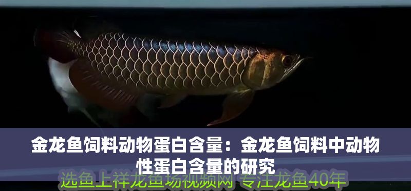 金龍魚飼料動(dòng)物蛋白含量：金龍魚飼料中動(dòng)物性蛋白含量的研究