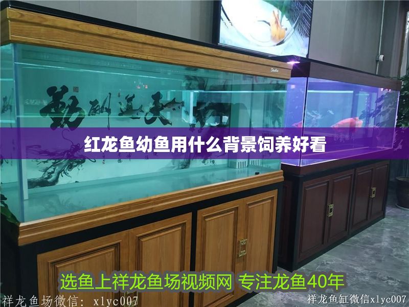 紅龍魚幼魚用什么背景飼養好看