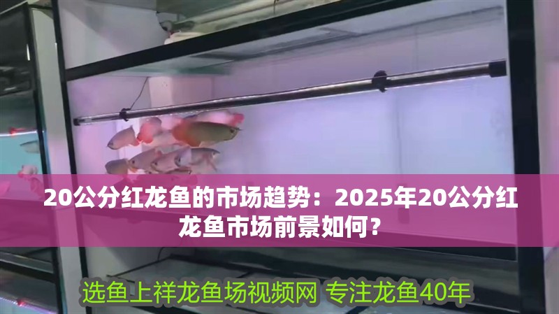 20公分紅龍魚的市場趨勢：2025年20公分紅龍魚市場前景如何？ 20公分紅龍魚的市場趨勢：2025年20公分紅龍魚市場前景如何？ 龍魚百科