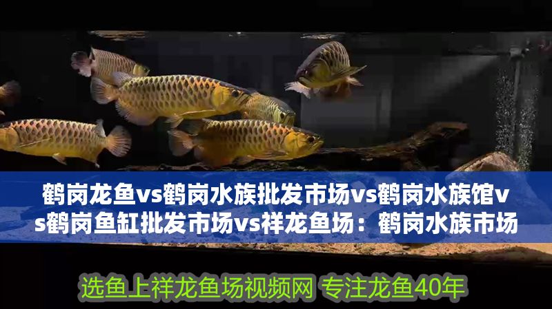 鶴崗龍魚vs鶴崗水族批發(fā)市場vs鶴崗水族館vs鶴崗魚缸批發(fā)市場vs祥龍魚場：鶴崗水族市場最新動態(tài)
