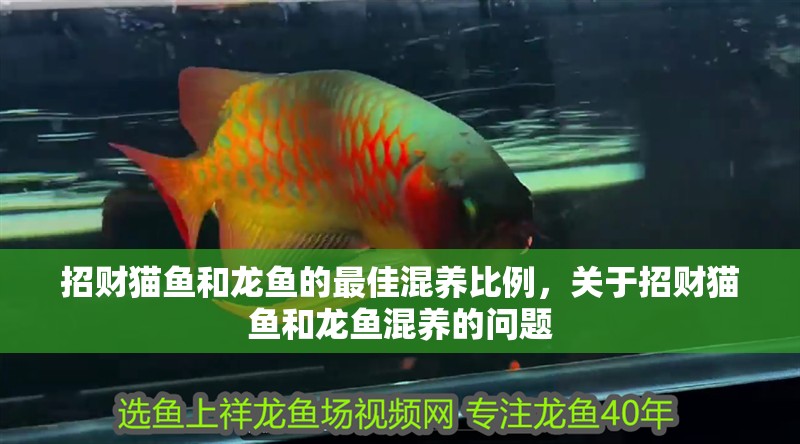 招財貓魚和龍魚的最佳混養比例，關于招財貓魚和龍魚混養的問題 招財貓魚和龍魚的最佳混養比例，關于招財貓魚和龍魚混養的問題 龍魚百科