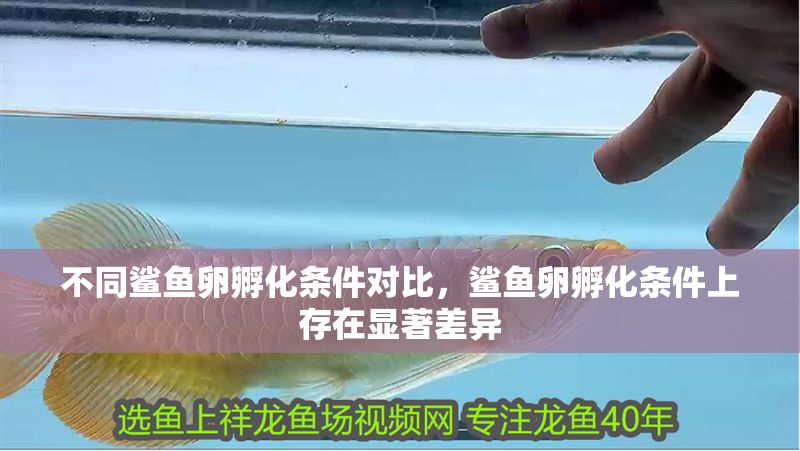 不同鯊魚卵孵化條件對比，鯊魚卵孵化條件上存在顯著差異