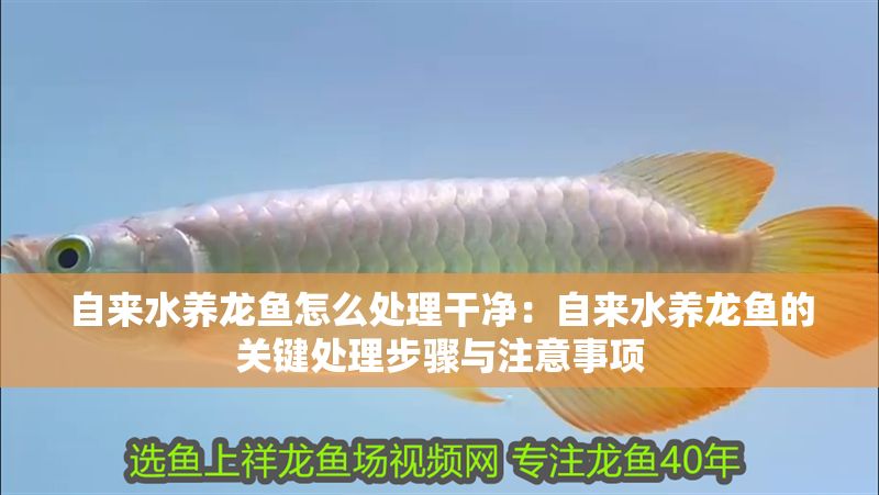 自來水養(yǎng)龍魚怎么處理干凈：自來水養(yǎng)龍魚的關(guān)鍵處理步驟與注意事項