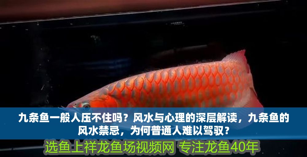 九條魚一般人壓不住嗎？風水與心理的深層解讀，九條魚的風水禁忌，為何普通人難以駕馭？
