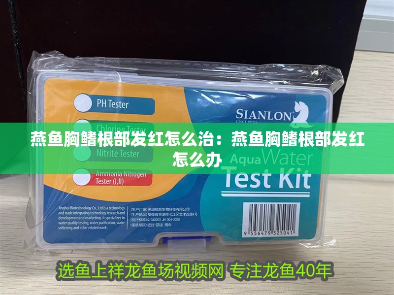 燕魚胸鰭根部發紅怎么治：燕魚胸鰭根部發紅怎么辦