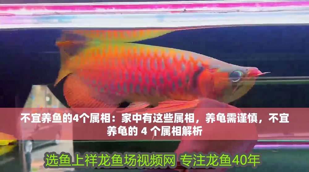 不宜養(yǎng)魚的4個(gè)屬相：家中有這些屬相，養(yǎng)龜需謹(jǐn)慎，不宜養(yǎng)龜?shù)?4 個(gè)屬相解析