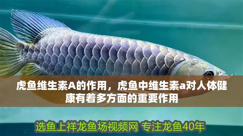 虎魚維生素A的作用，虎魚中維生素a對人體健康有著多方面的重要作用 虎魚維生素A的作用，虎魚中維生素a對人體健康有著多方面的重要作用 虎魚百科 第2張