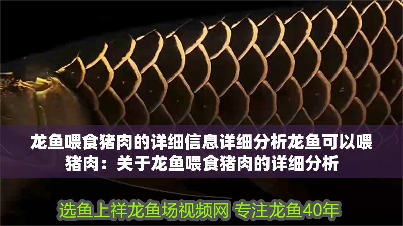 龍魚(yú)喂食豬肉的詳細(xì)信息詳細(xì)分析龍魚(yú)可以喂豬肉：關(guān)于龍魚(yú)喂食豬肉的詳細(xì)分析