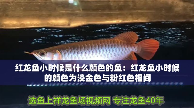 紅龍魚小時候是什么顏色的魚：紅龍魚小時候的顏色為淡金色與粉紅色相間 紅龍魚小時候是什么顏色的魚：紅龍魚小時候的顏色為淡金色與粉紅色相間 紅龍魚百科 第1張