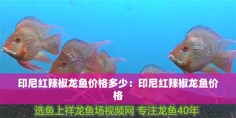 印尼紅辣椒龍魚價格多少：印尼紅辣椒龍魚價格