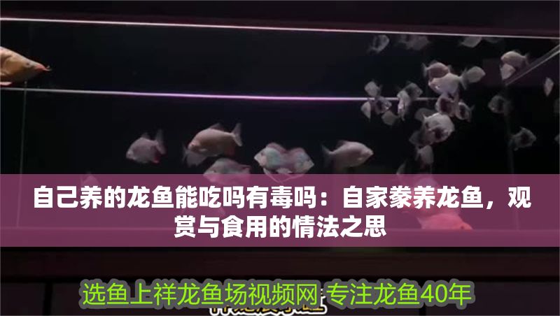 自己養(yǎng)的龍魚能吃嗎有毒嗎：自家豢養(yǎng)龍魚，觀賞與食用的情法之思
