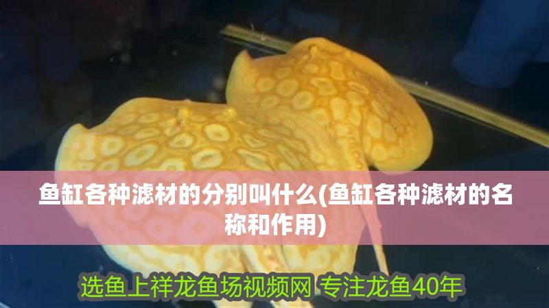 魚缸各種濾材的分別叫什么(魚缸各種濾材的名稱和作用) 魚缸各種濾材的分別叫什么(魚缸各種濾材的名稱和作用) 黃金貓魚百科 第1張