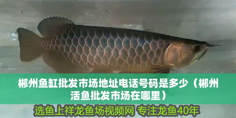郴州魚缸批發市場地址電話號碼是多少（郴州活魚批發市場在哪里）