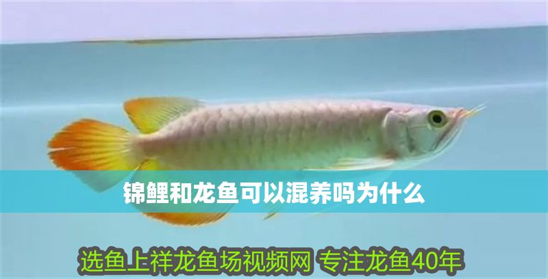 錦鯉和龍魚可以混養嗎為什么 錦鯉和龍魚可以混養嗎為什么 龍魚百科 第2張