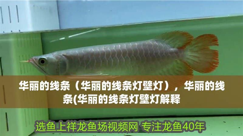 華麗的線條（華麗的線條燈壁燈），華麗的線條(華麗的線條燈壁燈解釋