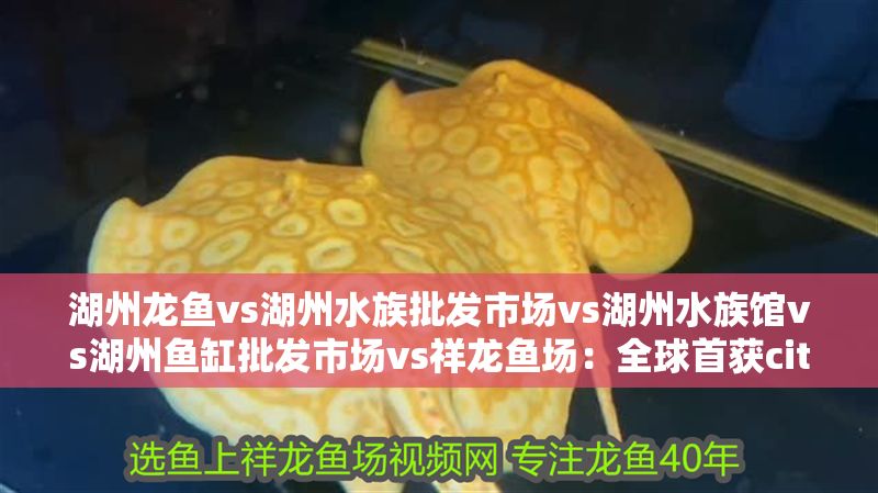 湖州龍魚vs湖州水族批發市場vs湖州水族館vs湖州魚缸批發市場vs祥龍魚場:全球首獲cites準證繁殖及出口湖州龍魚 祥龍魚場各市分站 第2張 湖州龍魚vs湖州水族批發市場vs湖州水族館vs湖州魚缸批發市場vs祥龍魚場:全球首獲cites準證繁殖及出口湖州龍魚 湖州龍魚vs湖州水族批發市場vs湖州水族館vs湖州魚缸批發市場vs祥龍魚場:全球首獲cites準證繁殖及出口湖州龍魚 祥龍魚場各市分站 第2張