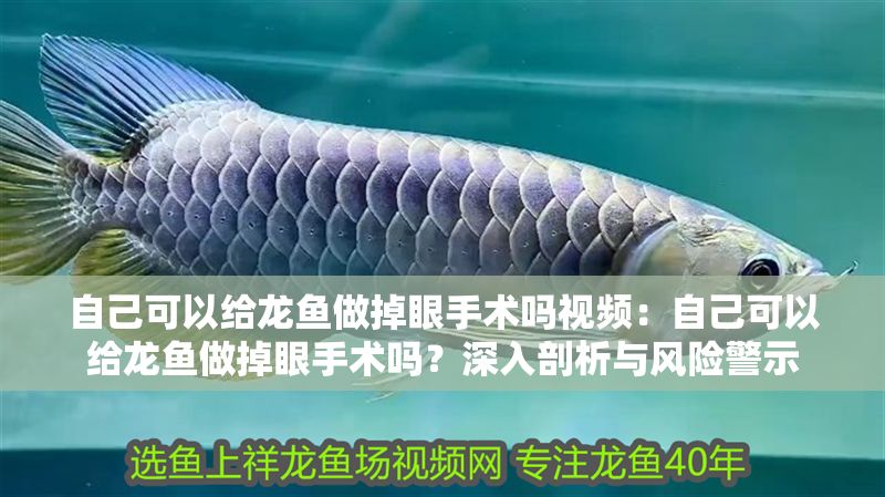 自己可以給龍魚做掉眼手術嗎視頻：自己可以給龍魚做掉眼手術嗎？深入剖析與風險警示