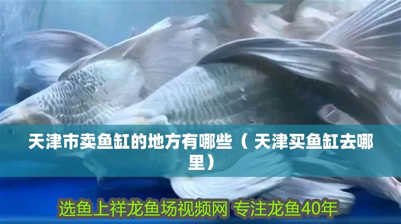 天津市賣魚缸的地方有哪些（ 天津買魚缸去哪里）