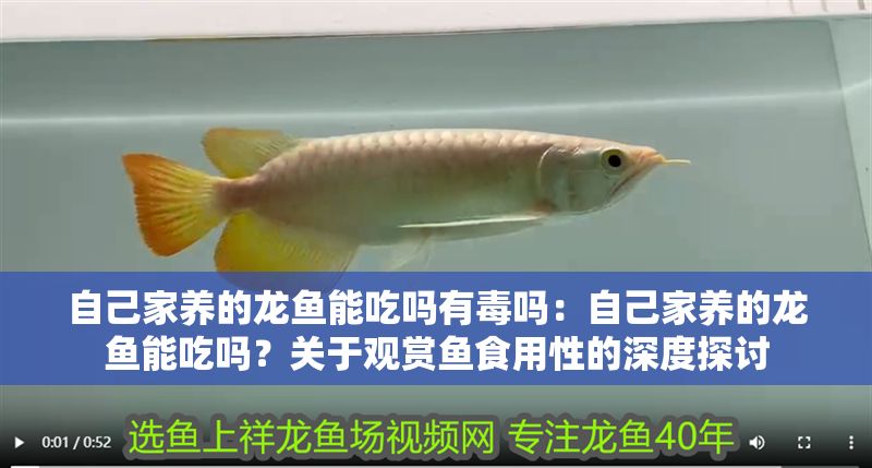 自己家養的龍魚能吃嗎有毒嗎：自己家養的龍魚能吃嗎？關于觀賞魚食用性的深度探討