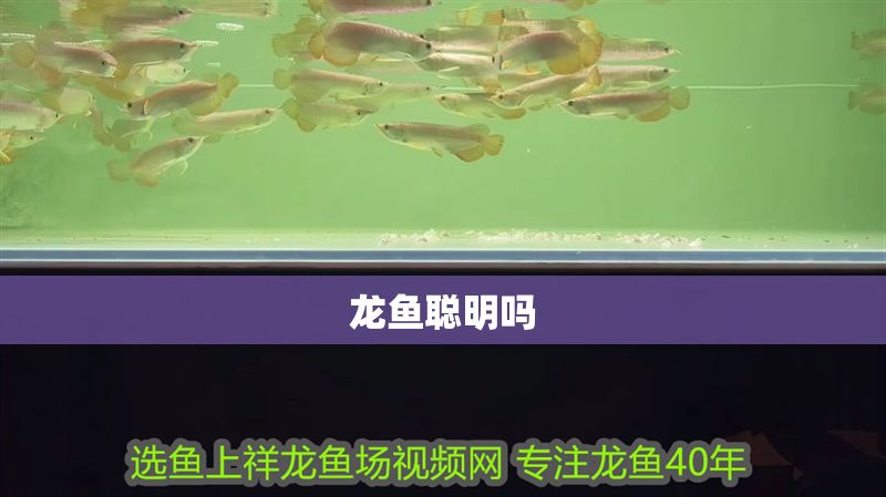 龍魚聰明嗎