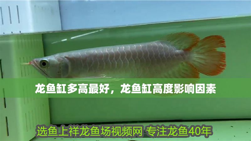 龍魚缸多高最好，龍魚缸高度影響因素
