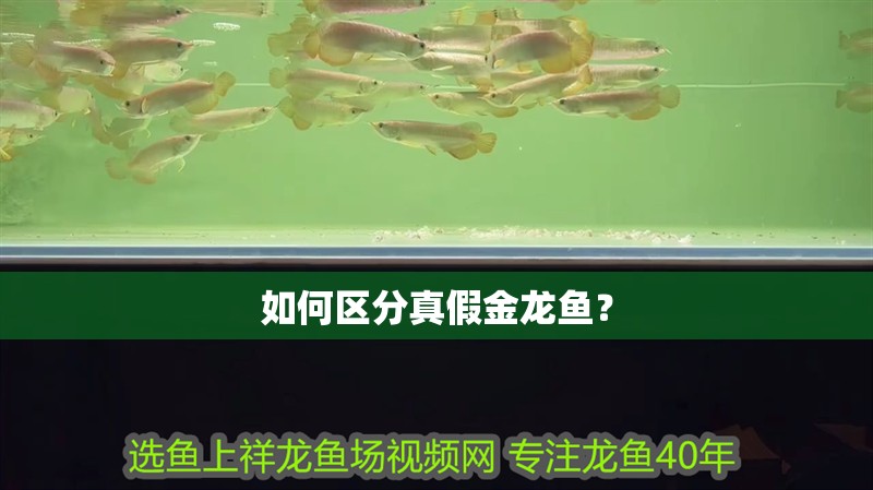 如何區分真假金龍魚？