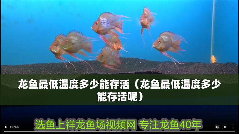 龍魚最低溫度多少能存活（龍魚最低溫度多少能存活呢） 龍魚最低溫度多少能存活（龍魚最低溫度多少能存活呢） 元寶鳳凰魚百科 第1張