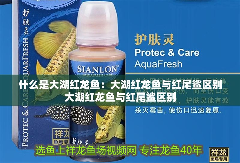 什么是大湖紅龍魚：大湖紅龍魚與紅尾鯊區別大湖紅龍魚與紅尾鯊區別