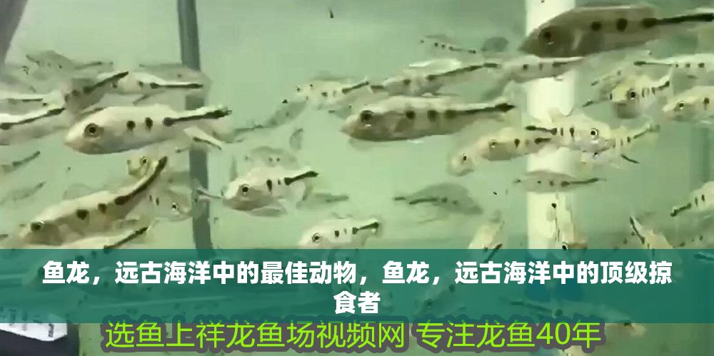 魚龍，遠古海洋中的最佳動物，魚龍，遠古海洋中的頂級掠食者