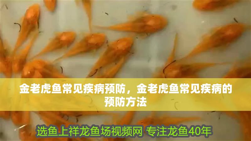 金老虎魚常見疾病預防，金老虎魚常見疾病的預防方法