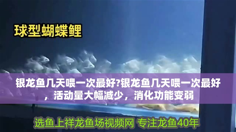 銀龍魚幾天喂一次最好?銀龍魚幾天喂一次最好，活動量大幅減少，消化功能變弱