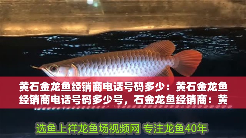 黃石金龍魚經銷商電話號碼多少:黃石金龍魚經銷商電話號碼多少號,石金龍魚經銷商:黃石金龍魚經銷商電話號碼如何查詢 水族問答 黃石金龍魚經銷商電話號碼多少:黃石金龍魚經銷商電話號碼多少號,石金龍魚經銷商:黃石金龍魚經銷商電話號碼如何查詢 黃石金龍魚經銷商電話號碼多少:黃石金龍魚經銷商電話號碼多少號,石金龍魚經銷商:黃石金龍魚經銷商電話號碼如何查詢 水族問答