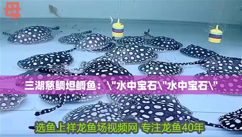三湖慈鯛坦鯛魚(yú)：\
