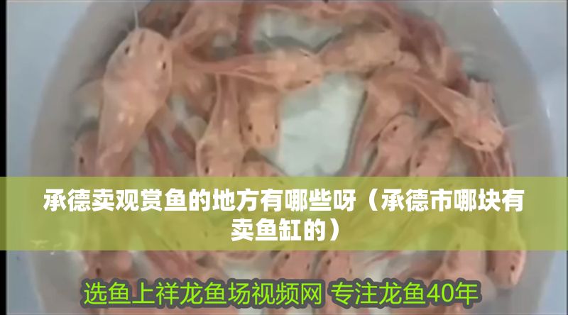承德賣觀賞魚的地方有哪些呀（承德市哪塊有賣魚缸的） 承德賣觀賞魚的地方有哪些呀（承德市哪塊有賣魚缸的） 金龍魚百科 第1張