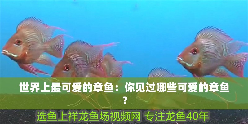 世界上最可愛的章魚：你見過哪些可愛的章魚？